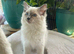 2 Beautiful GCCF & TICA Ragdoll Kittens Left