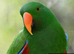 Eclectus rehabilitation/rehome
