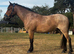 Stunning PB Newforest Gelding