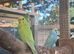 20 baby budgies (7weeks to 10 weeks)