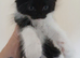 3 kittens