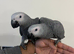 Ready Now Baby HandReared Super Tame Cuddly African Grey Parrot,23