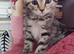 ABSOLUTELY GORGEOUS KITTEN RUSSIAN BLUE 8 WEEKS