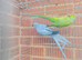 Beautiful 2 Indian ringnick parrot for sale