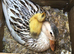 Miniature Silver Appleyard hatching eggs