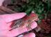 1.1 pair of Gargoyle Geckos