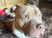 Pocket bully (not American Bully)