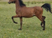 Registered Hackney colt