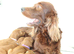 Quality Irish Setter puppies
