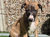 Ready to leave now 3 kc pedigree bred show whippet pups