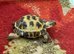 Horsefield tortoise