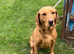 Labrador 4 years old