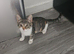 Stunning 4 month old kitten