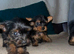 Cute Yorkshire terrier puppies