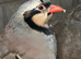 For sale Adult Chukar partridge pairs &pound;25 last few