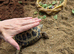 8 year old tortoise