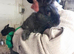 continentel giants rabbits for sale ready go now