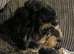 2 beautiful cockerpoo puppy's left