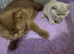 Gccf champion status British shorthair kitten exquisite!