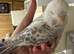 Baby budgies available