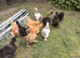 9 Week Old UK Bantam Silkie growers Unsexed