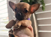 Pomchi Puppies Looking for Their Forever Homes