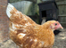 OLIVE EGGER PULLETS