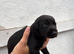 Lurcher pups for sale