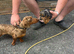 Dachshund puppy