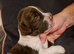 Outstanding litter of KC reg ESS