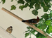 Strawberry finches