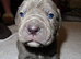 7 cane corso puppies for sale