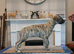 Stunning kc registered whippet pups
