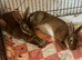 2 neutered, vaccinated, bonded Rex's