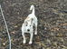 Male jack Russel