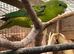 Pair of green Lineolated linnies with DNA