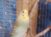 2 pairs of Adult Budgies