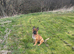 German Shepard puppy