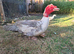 Lavender Muscovy ducklings, unsexed