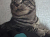 Male and female cats