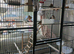 Ten finches and cage for sale