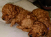 Licensed breeder, kennel club tiny red toy poodles
