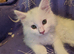 Male maine coon kitten for sale