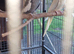 Pair of cockatiels