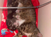 Gorgeous ragdol x bengal kittens