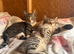 2 kittens for sale