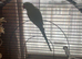Tame female Indian ring neck