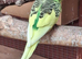 Baby budgies