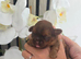 Stunning Imperial Shihtzu Puppies