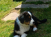 Black tri Australian shepherds for sale